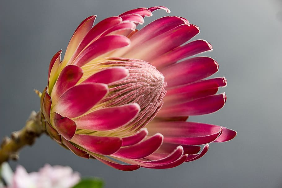 Pink Petalled Round Holed Flower, bloom, blossom, close-up, flora HD wallpaper