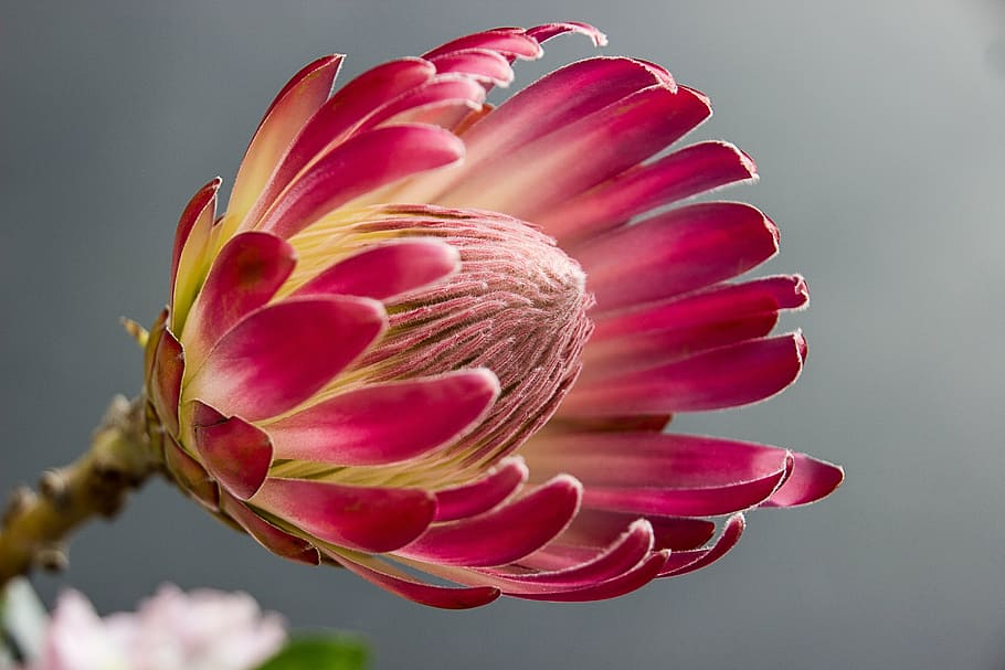 pink-and-yellow flowers photography, protea, bloom, color, red HD wallpaper