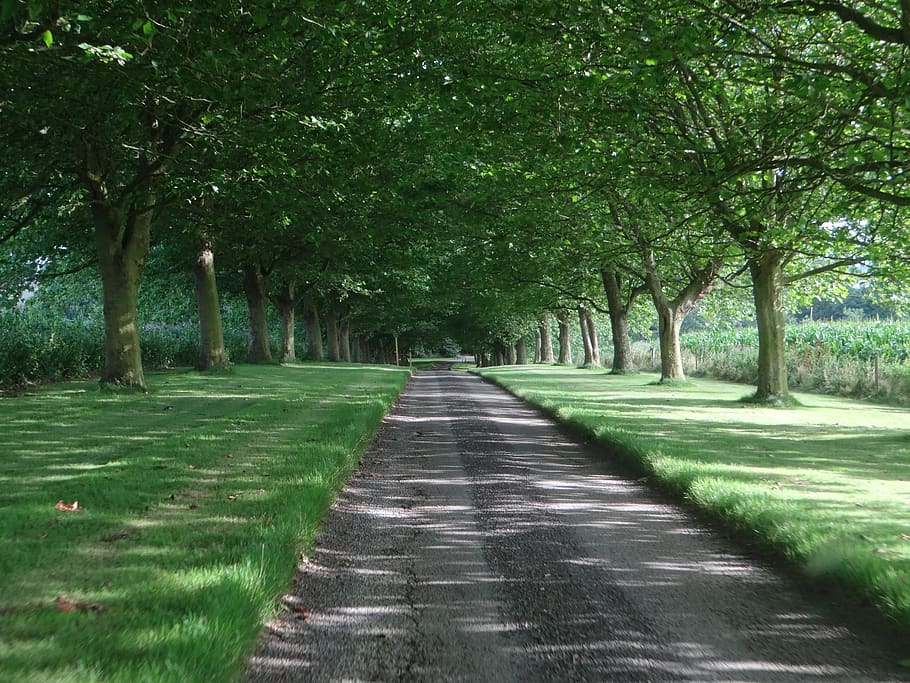 avenue, road, away, park, mood, plant, nature, tree lined avenue, HD wallpaper