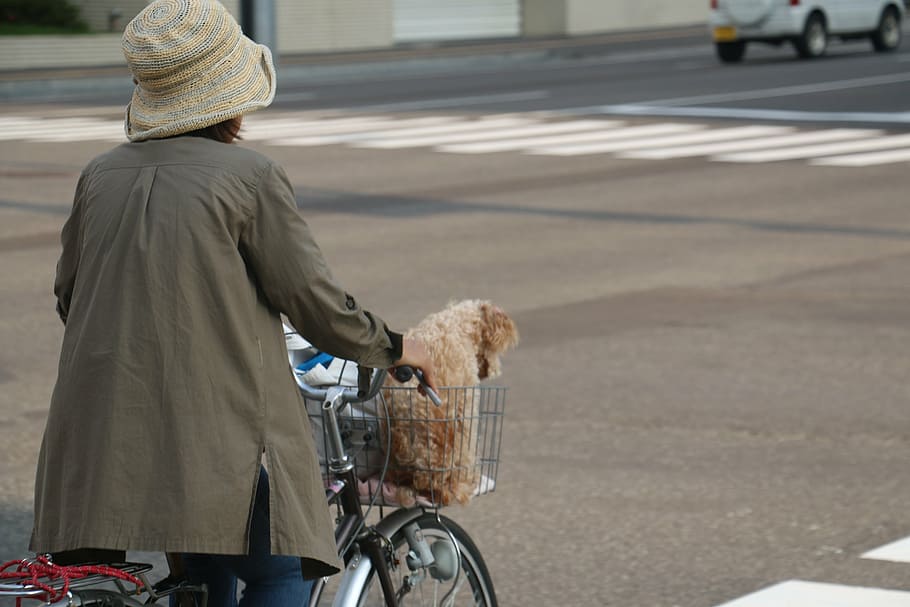 japan, street view, woman, bike, ride, dog, bicycle, people, HD wallpaper