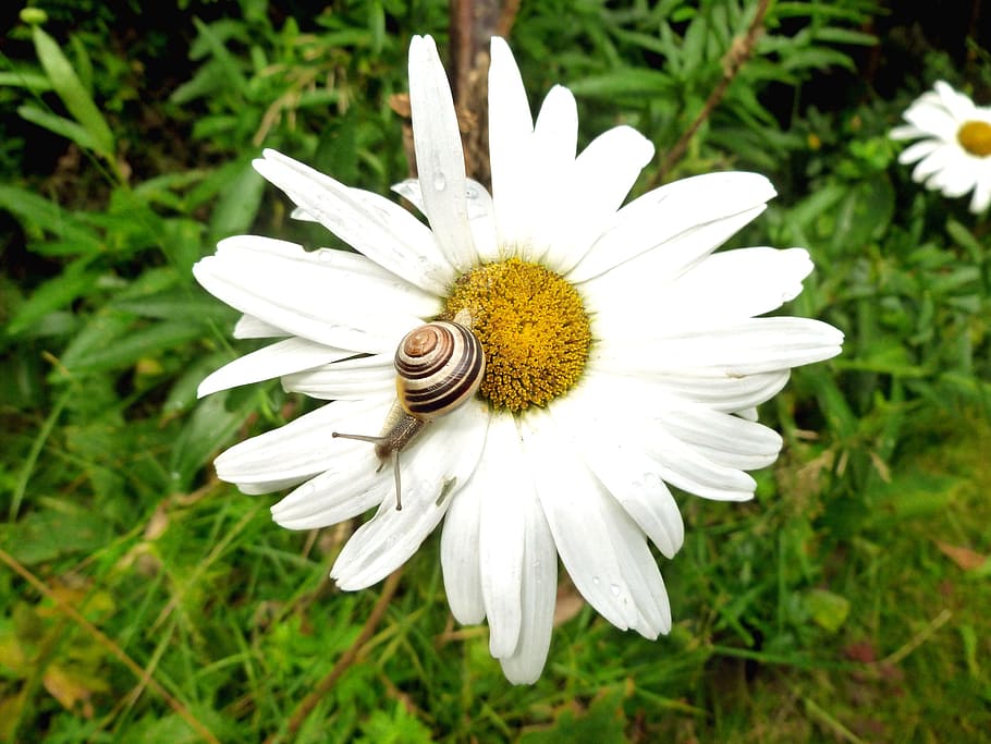 Snail, Shell, Reptile, Nature, Close, mollusk, slowly, spiral HD wallpaper