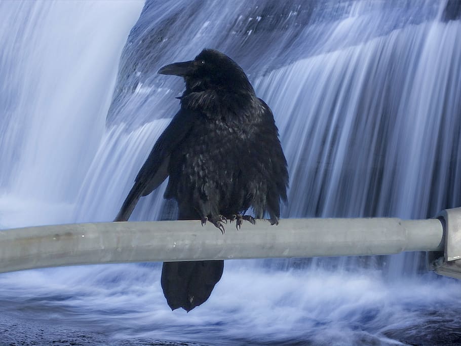 black bird on gray rod with a background of waterfalls, crow HD wallpaper
