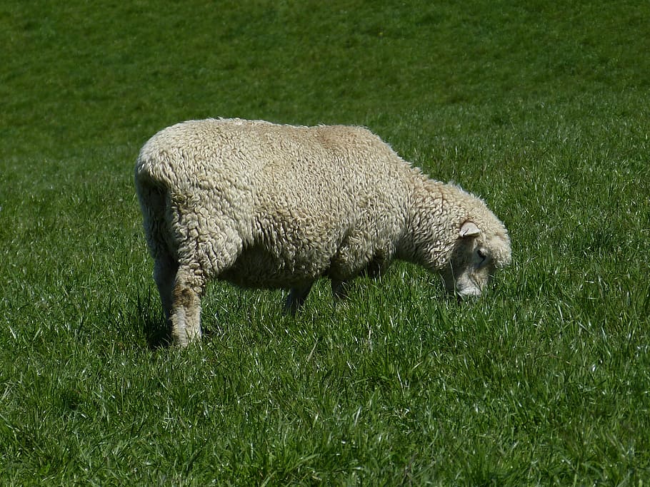 Sheep, Wool, Animal, Head, Fur, Soft, meadow, grass, new zealand HD wallpaper