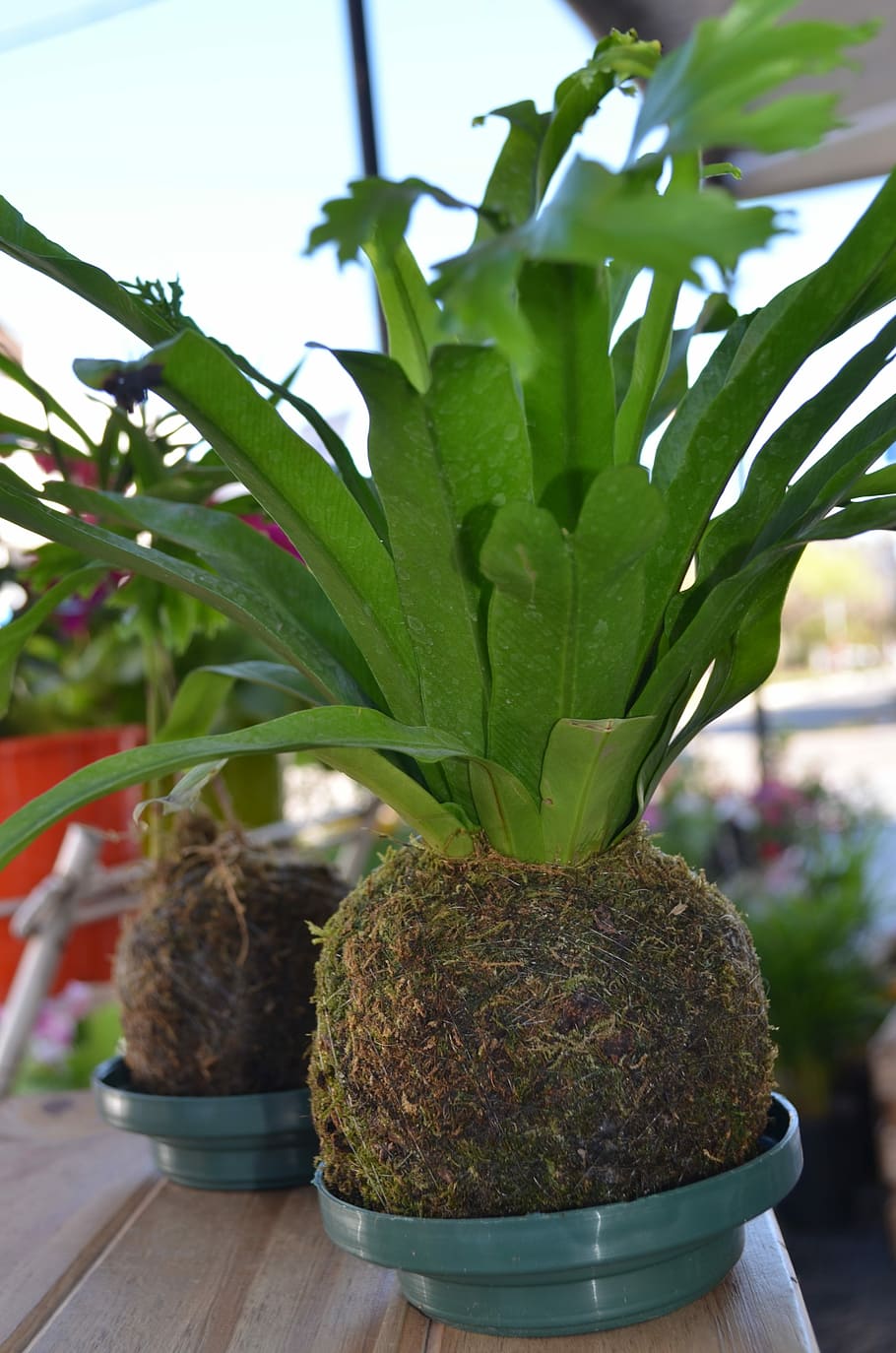 Florist, Spring, kokedama, pineapple, healthy eating, food HD wallpaper