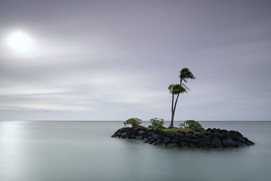 green coconut tree on island at daytime, island in the middle of ocean HD wallpaper