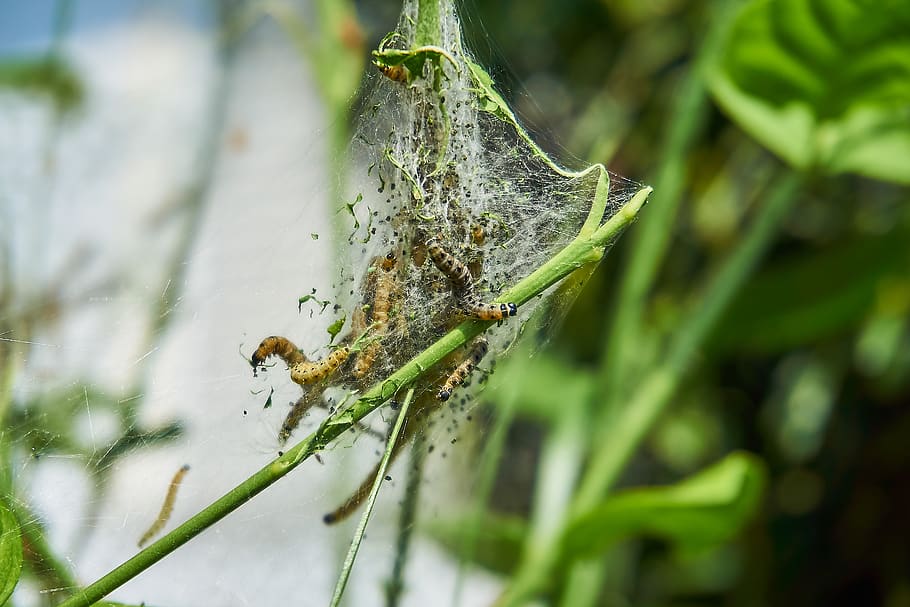 ermine, bud moth, track, web, harmless, may, jasmin, butterfly, HD wallpaper