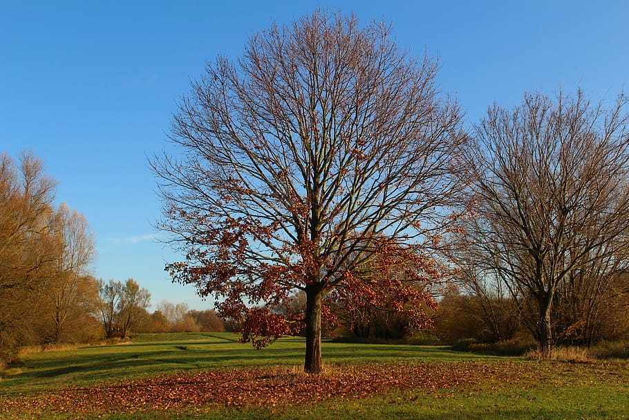 park, autumn, tree, sun, fall leaves, away, nature, leaf, season HD wallpaper