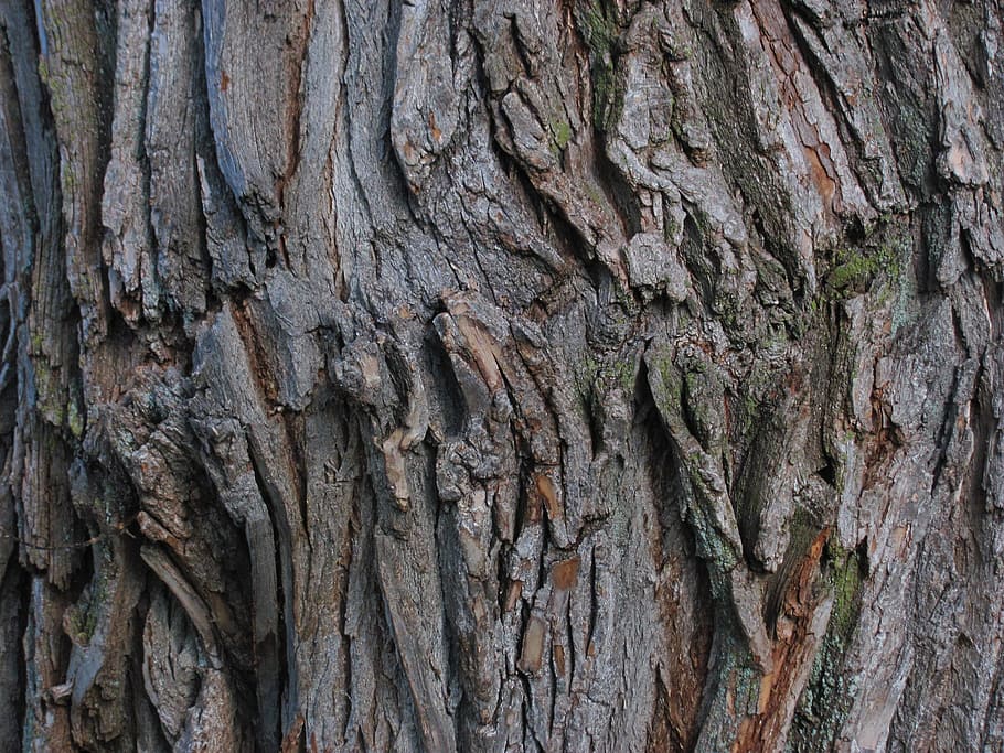 tree, bark, nature, park, outdoor, tree trunk, rough, backgrounds HD wallpaper