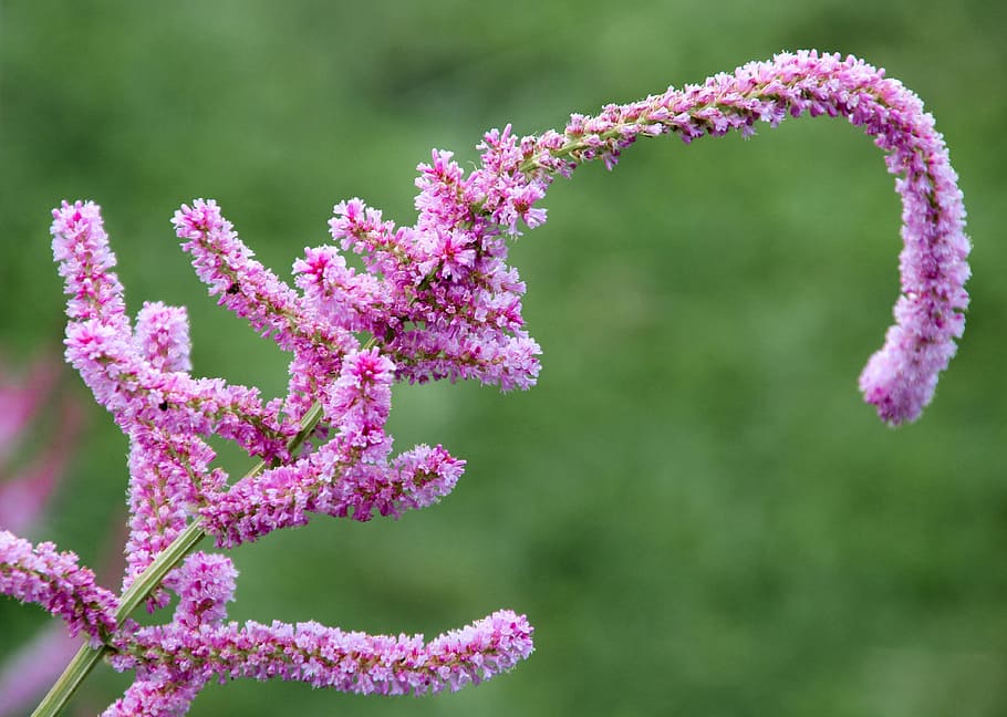 spring, flower, close, pink, spring colors, macro, plant, flowering plant HD wallpaper