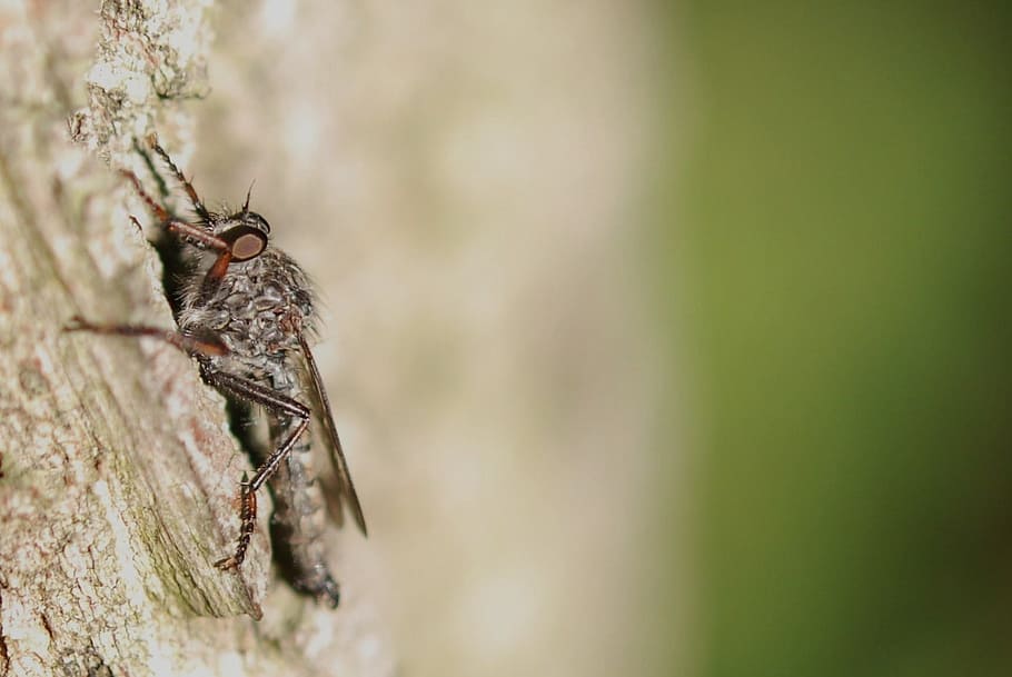 Fly, Insect, Parasite, Pest, Dirty, fauna, disease, animals in the wild HD wallpaper