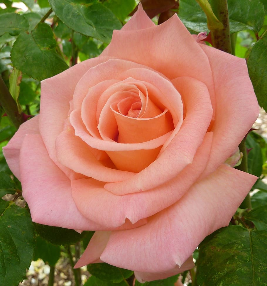 orange flowers on light pink background, beautiful floral