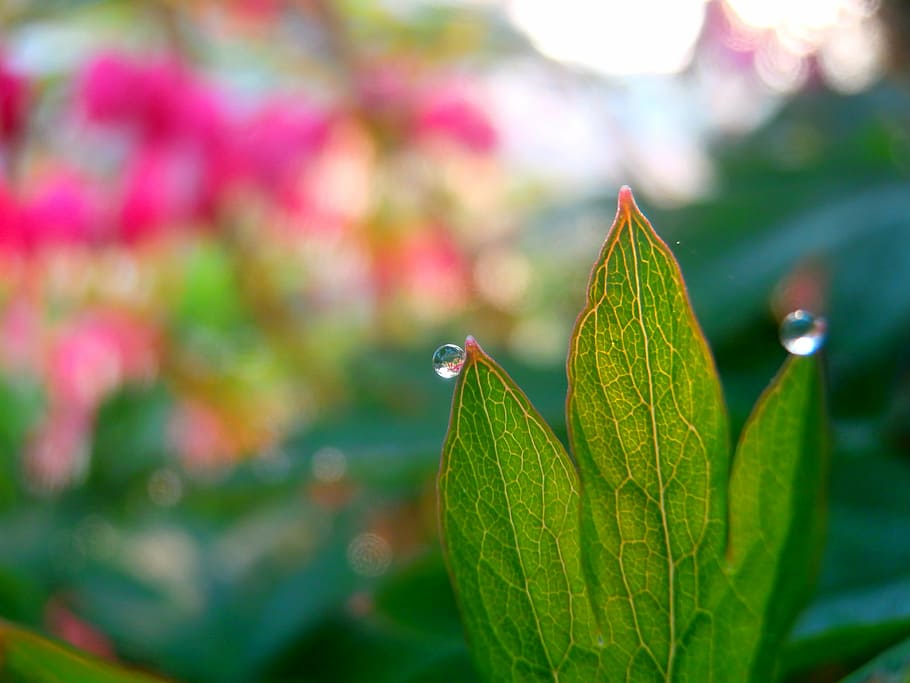 beautiful, elegant, charming, nature, leaf, plant, close-up HD wallpaper