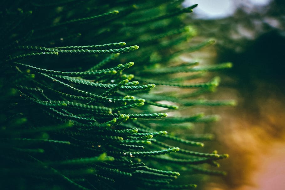 closed-up photo of green tree, shallow focus photography of green strings HD wallpaper