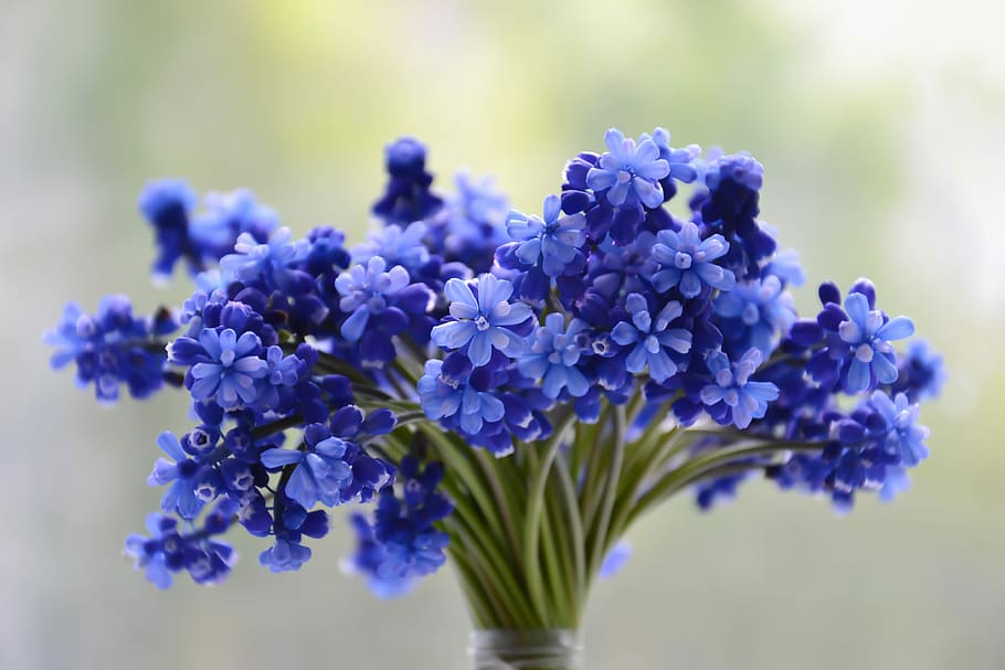 blue flowers plant blooming during daytime, bouquet, muscari, HD wallpaper