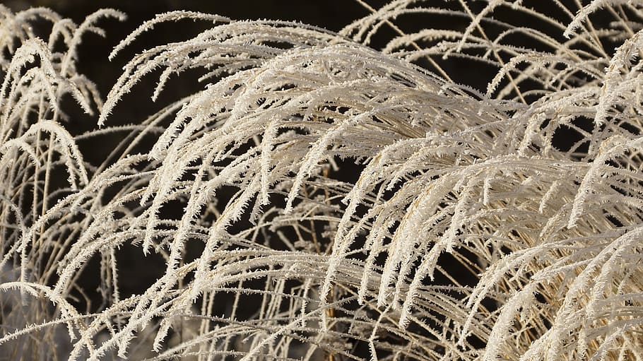 grass, withered, dried, wilted, white, winter, ice, snow, crystal HD wallpaper