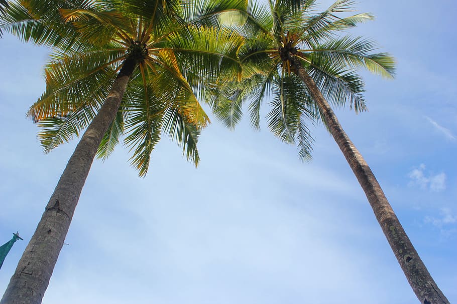 Tropical, Palms, Beach, Tree, Sea, sky, travel, perspective HD wallpaper
