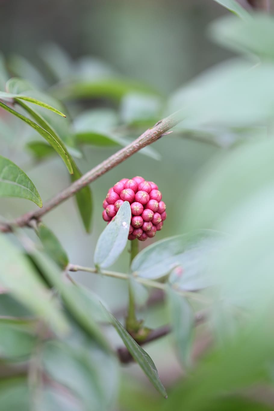 flower, green, sprout, spring, plant, nature, grow, outdoor HD wallpaper