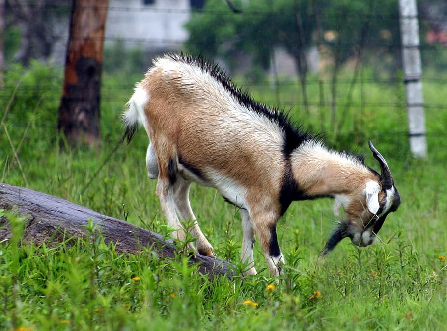 goat, animal, nature, mammal, grass, outdoors, animal themes HD wallpaper