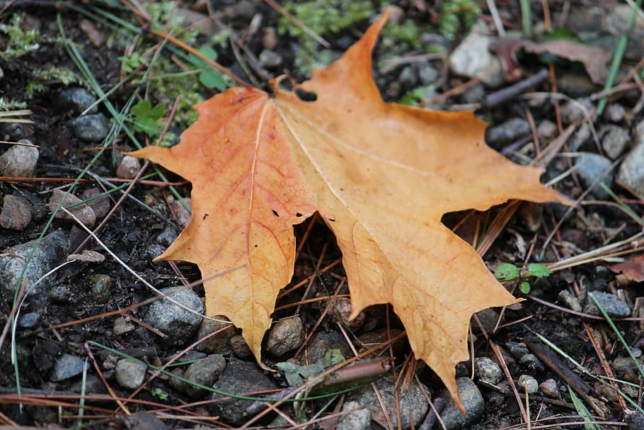 maple leaf, fall, nature, autumn, season, brown, plant part HD wallpaper