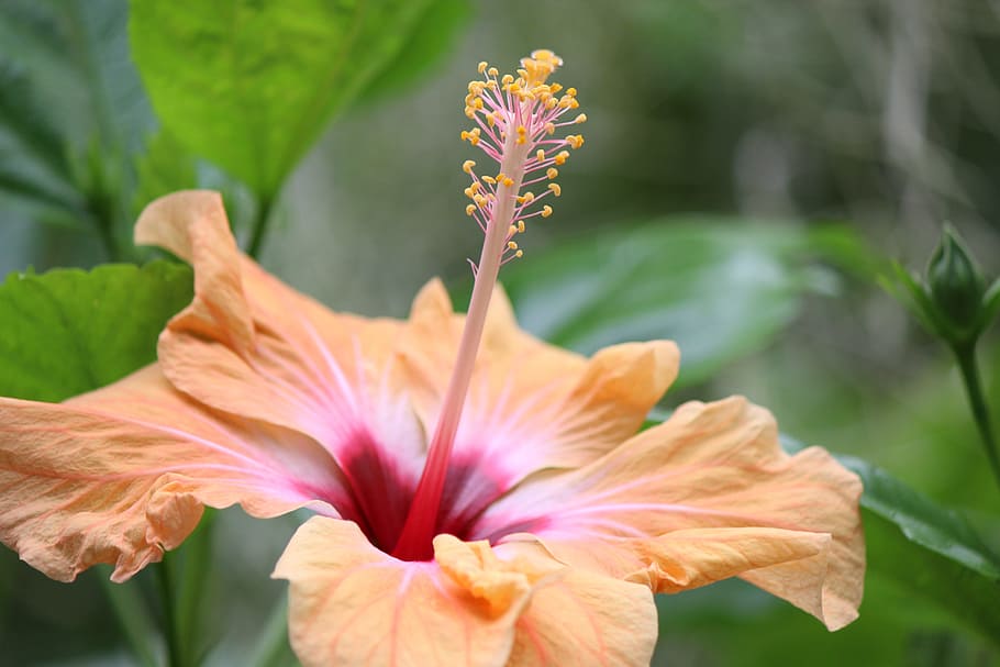 Hibiscus orange 1080P, 2K, 4K, 5K HD wallpapers free download