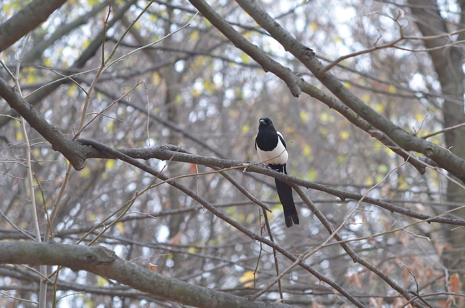 bird, magpie, autumn, tree, branch, nature, wild life, vertebrate HD wallpaper