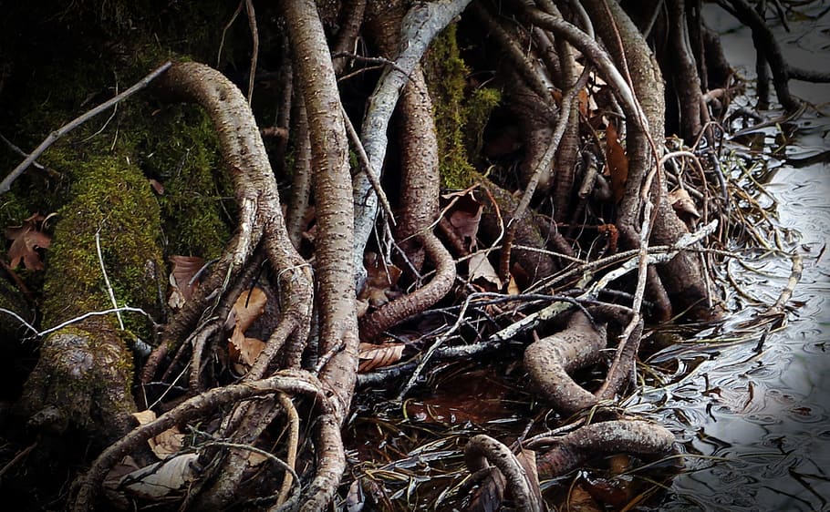 root, overgrown, devoured, water, marsh plant, thicket, nature HD wallpaper