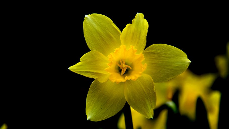 daffodil, flower, yellow flower, flowering plant, freshness HD wallpaper