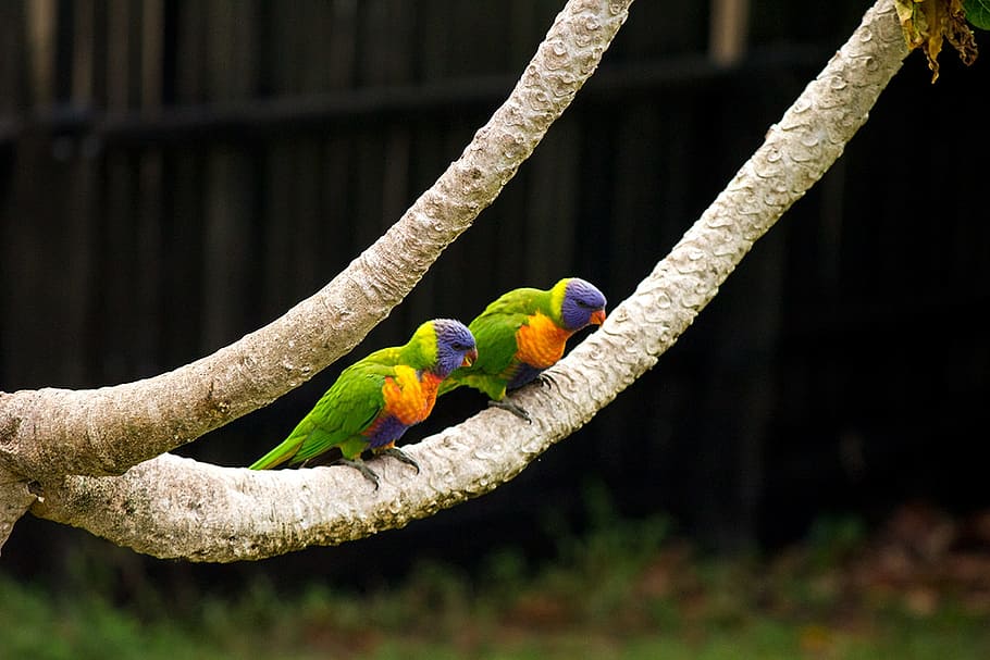 rainbow, parrot, tree, couple, black, colourful, animal, bird, HD wallpaper