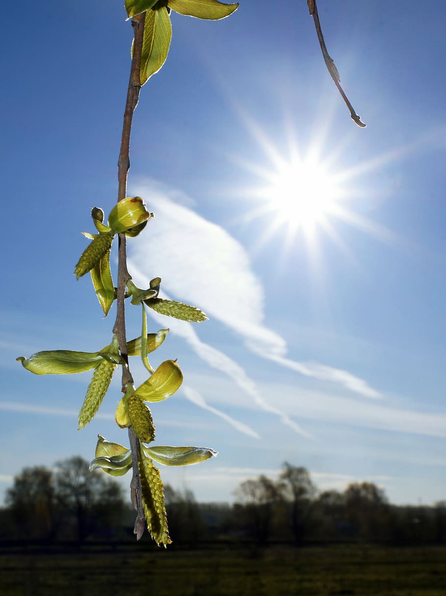 sun, branch, leaves, lighting, landscape, handsomely, spring HD wallpaper