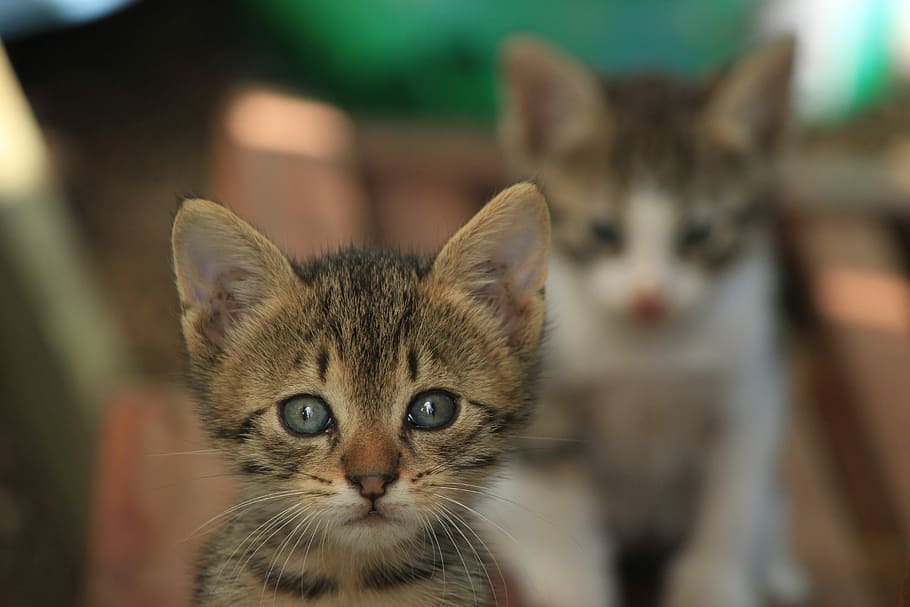 selective focus photography of brown kitten, cat, cute, animals HD wallpaper