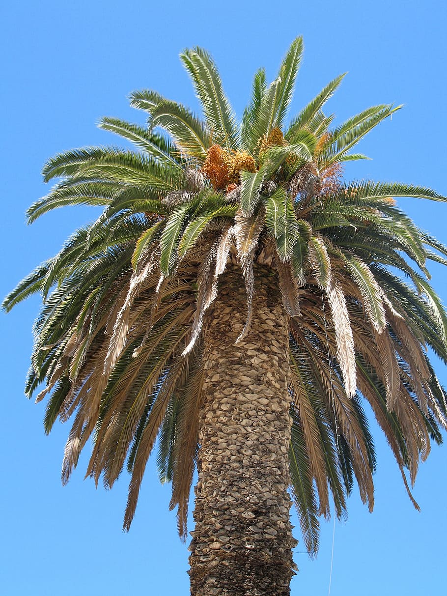 Palm, Tree, Plant, Contrast, sky, blue, leaves, trunk, green HD wallpaper