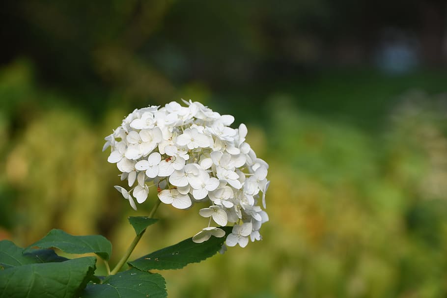 hydrangea viburnum, flower, white, flowering plant, beauty in nature HD wallpaper