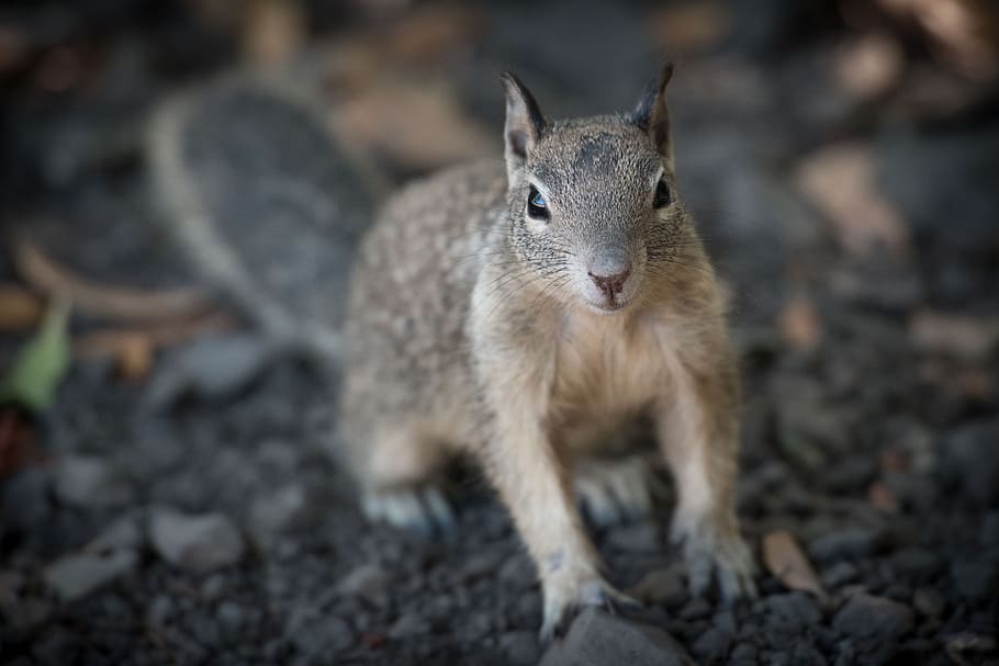 animal, snout, rabbit, one animal, animal wildlife, mammal HD wallpaper