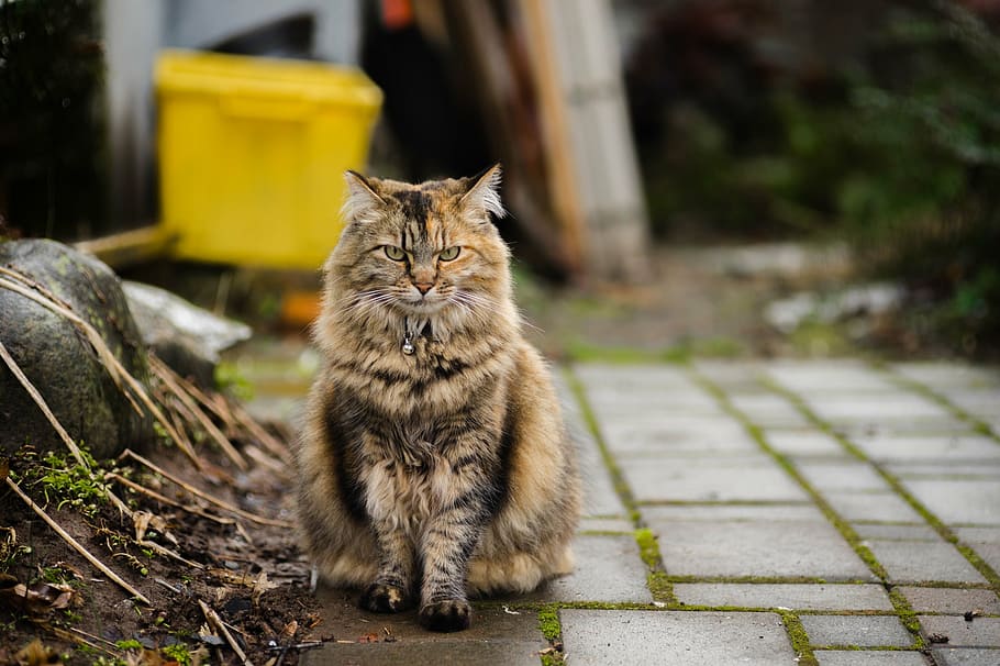 brown and black cat on gray concrete pavement, sitting, portrait HD wallpaper