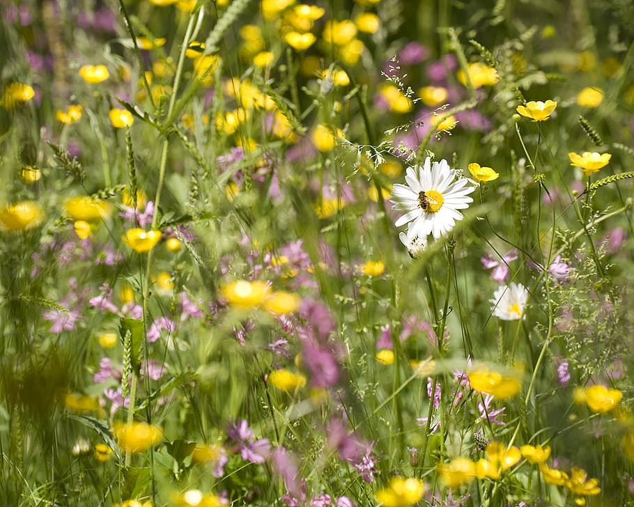 nature, meadow, fly, grass, summer, countryside, outdoor, natural beauty HD wallpaper