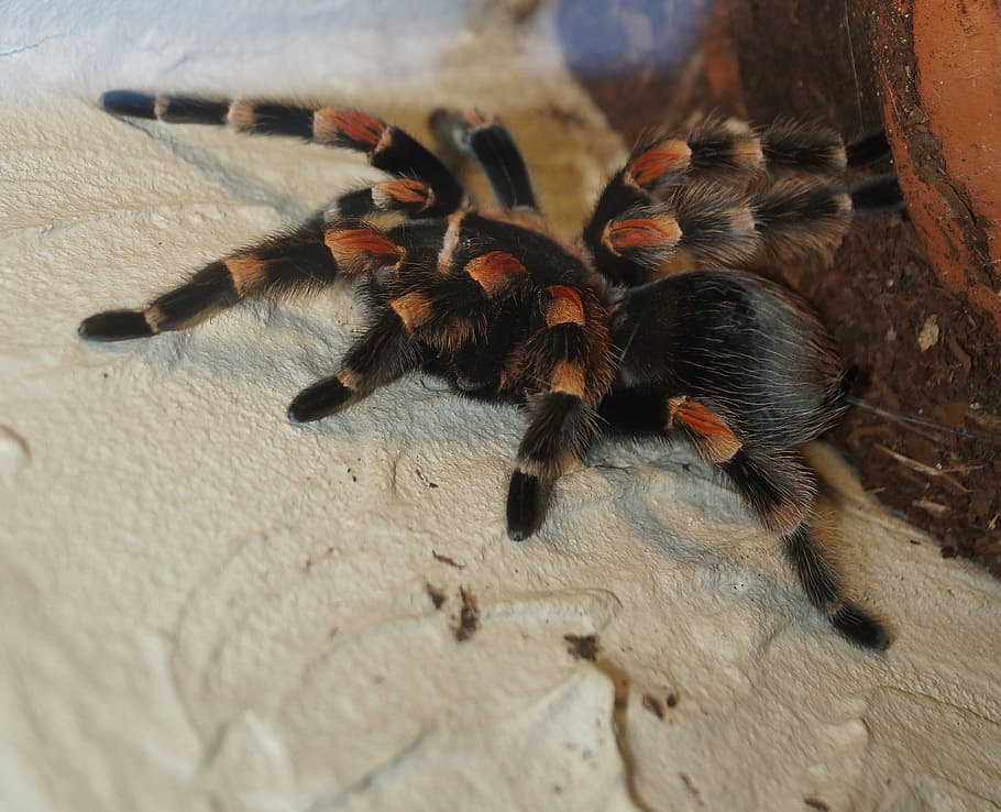 tarantula, spider, macro, creepy, fear, arachnophobia, animal themes HD wallpaper