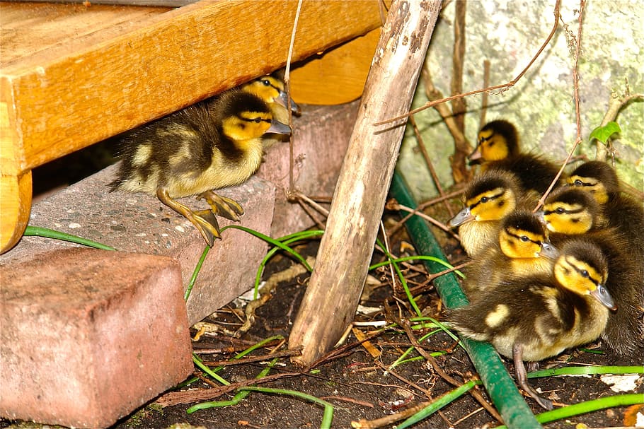 chick, duck sweet cute waterfowl, fluff, feather, jungteir, HD wallpaper