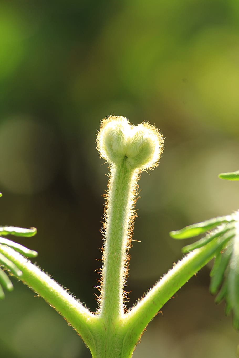 frens, background, plant, growth, close-up, beauty in nature HD wallpaper