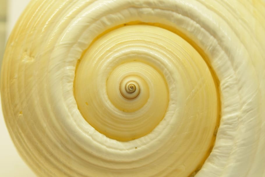 shell, spiral closeup, background, structure, infinite, swirl HD wallpaper