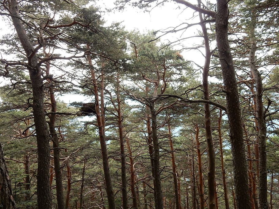 nest, tops, forest, trees, branches, trunk, leaves, plants HD wallpaper