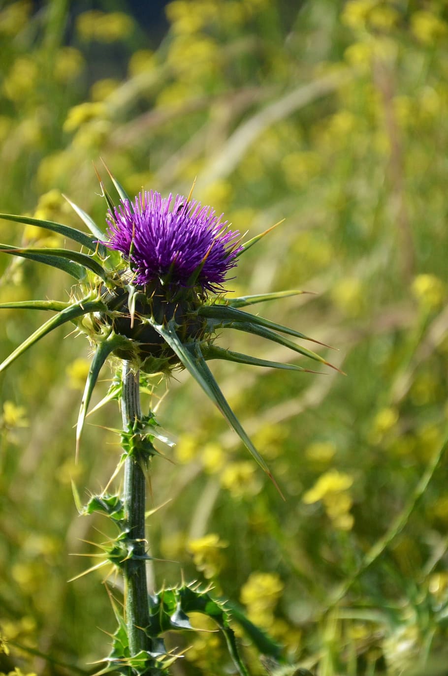 Thistle, Meadow, Plants, Nature, Summer, flower, purple, growth HD wallpaper
