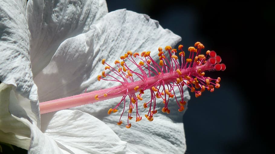 blossom, bloom, pollen, white, close, hibiscus, close-up, multi colored HD wallpaper