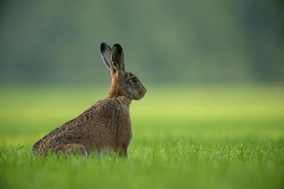 brown rabbit standing on green grass field, selective focus photography of brown hare on green grass HD wallpaper