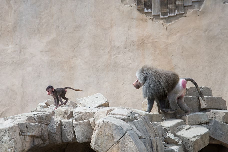 baboon, chasing, run, mammal, ape, young, running, cute, chase HD wallpaper