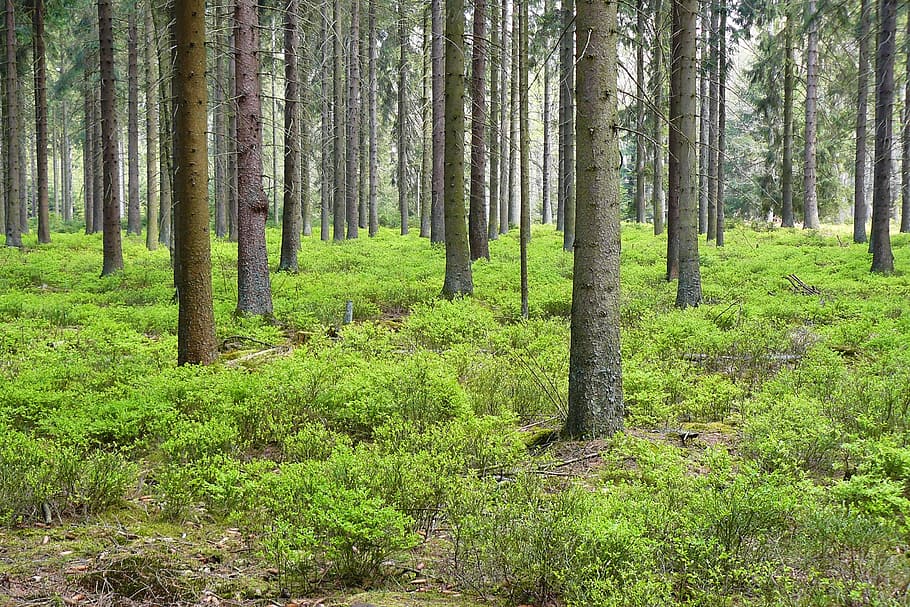 tall trees on grass field, forest, pine forest, spruce, forest plants HD wallpaper