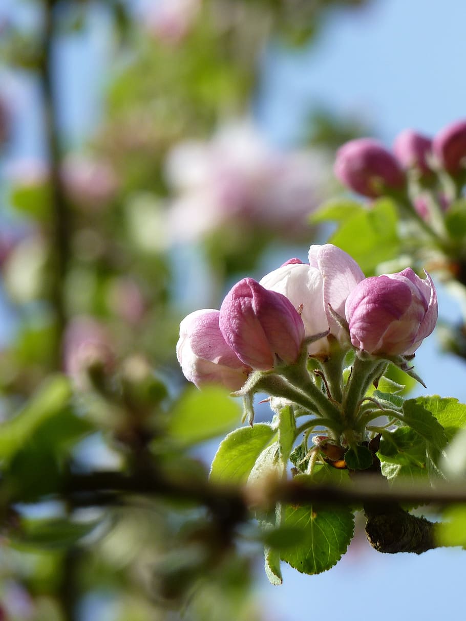 blossom, bloom, apple, close, bud, spring, apple blossom, apple tree HD wallpaper