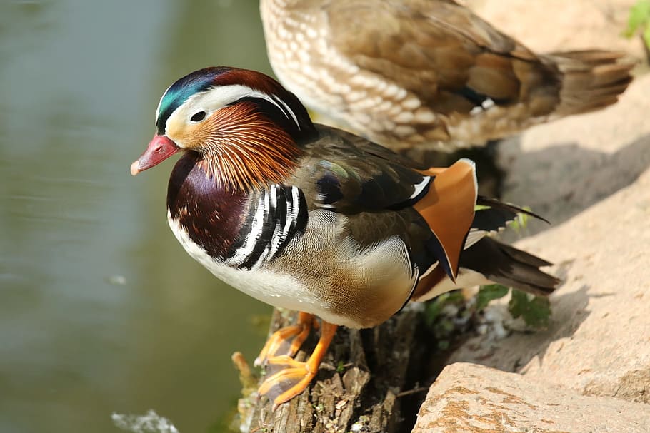 bird, duck, colors, animal themes, vertebrate, animals in the wild HD wallpaper