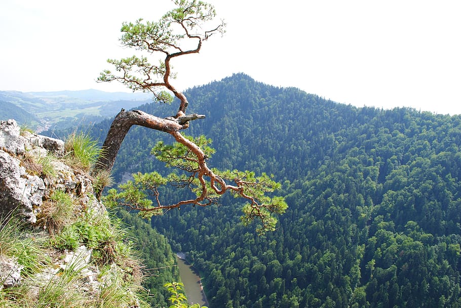 mountain, mountains, tree, top, view, tatra, poland, rock, tatry HD wallpaper