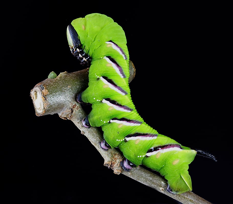 close-up photography of green hornworm caterpillar, larva, camouflage