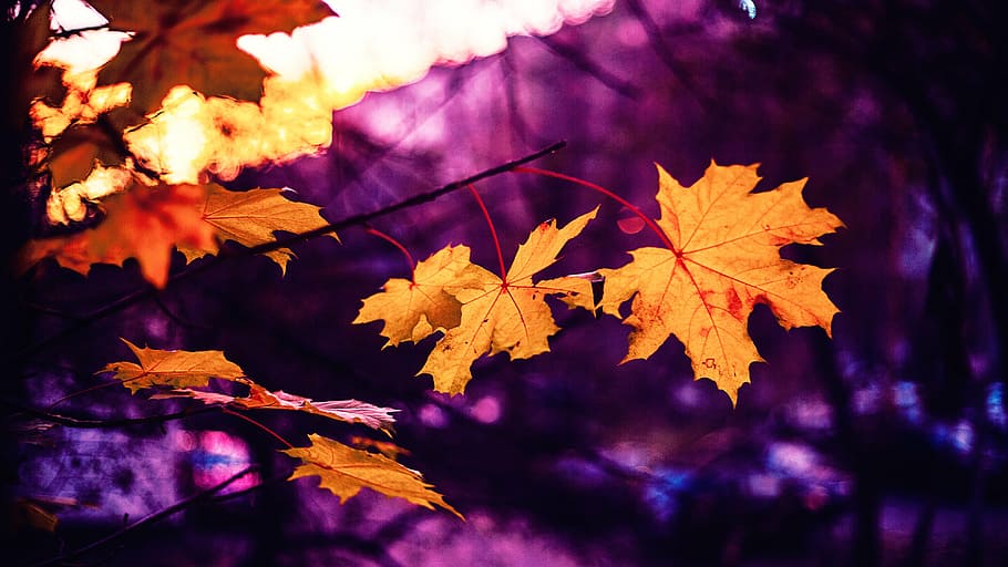 dried maple leaf in purple background, autumn, sheets, pink, yellow, HD wallpaper